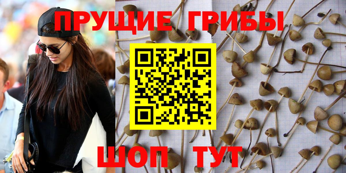 Боровичи  Галлюциногенные грибы Psilocybine cubensis  купить наркотик  Вход с VPN 